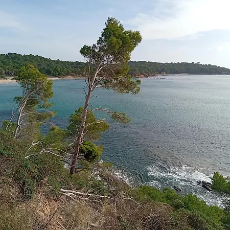 Le Pin D'alep